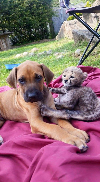 Illustration for article titled Cheetah Cub Meets Puppy BFF